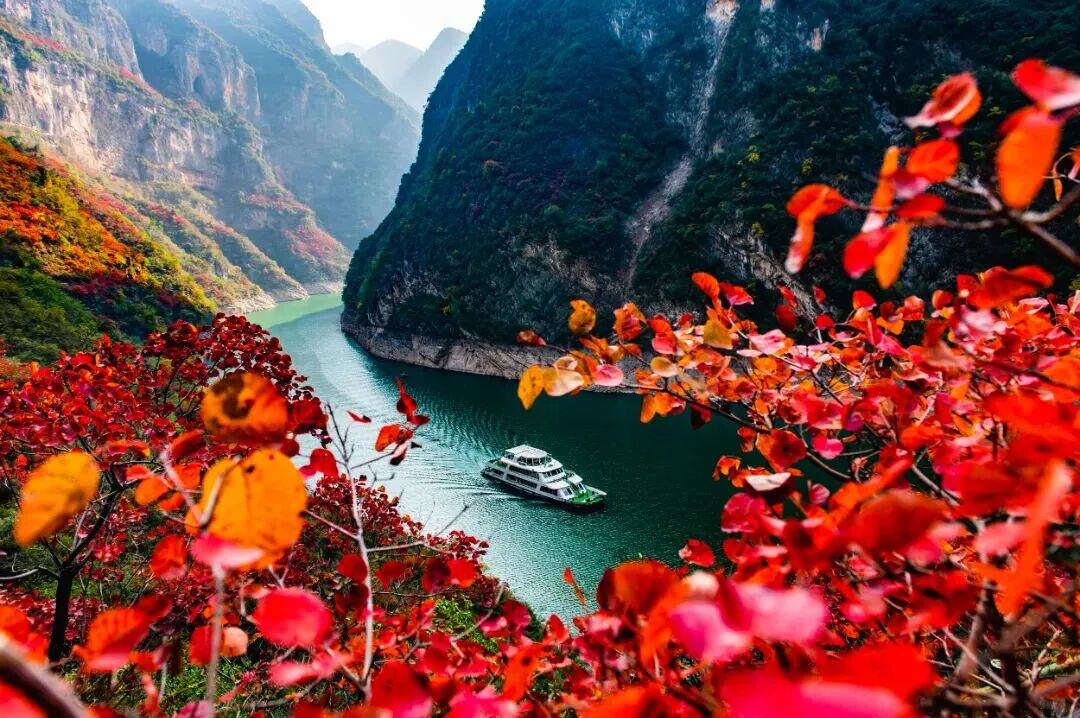 收藏！重庆红叶最佳观赏时间表出炉→